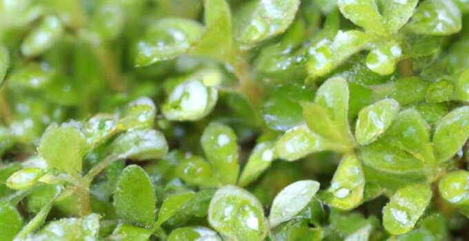 Best Time to Take Bacopa Monnieri