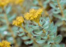 Best Time to Take Rhodiola Rosea