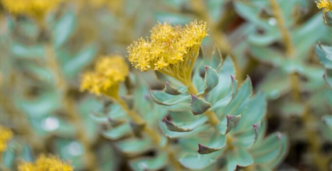 Best Time to Take Rhodiola Rosea