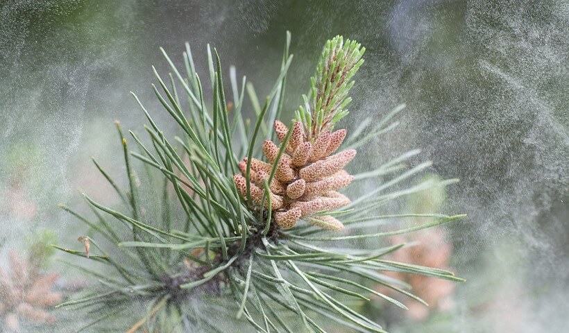 How long does it take for pine pollen to work