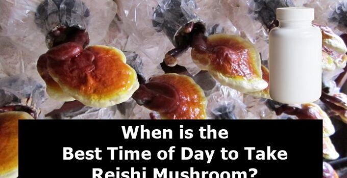 When is the Best Time of Day to Take Reishi Mushroom