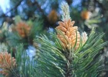When to Take Pine Pollen?