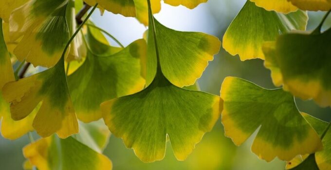Best Time of Day to Take Ginkgo Biloba