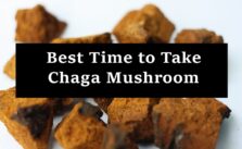 Best Time to Take Chaga Mushroom